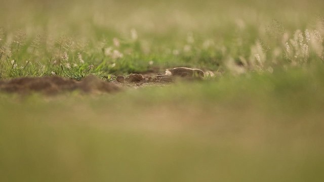 Ashy-crowned Sparrow-Lark - ML643933022