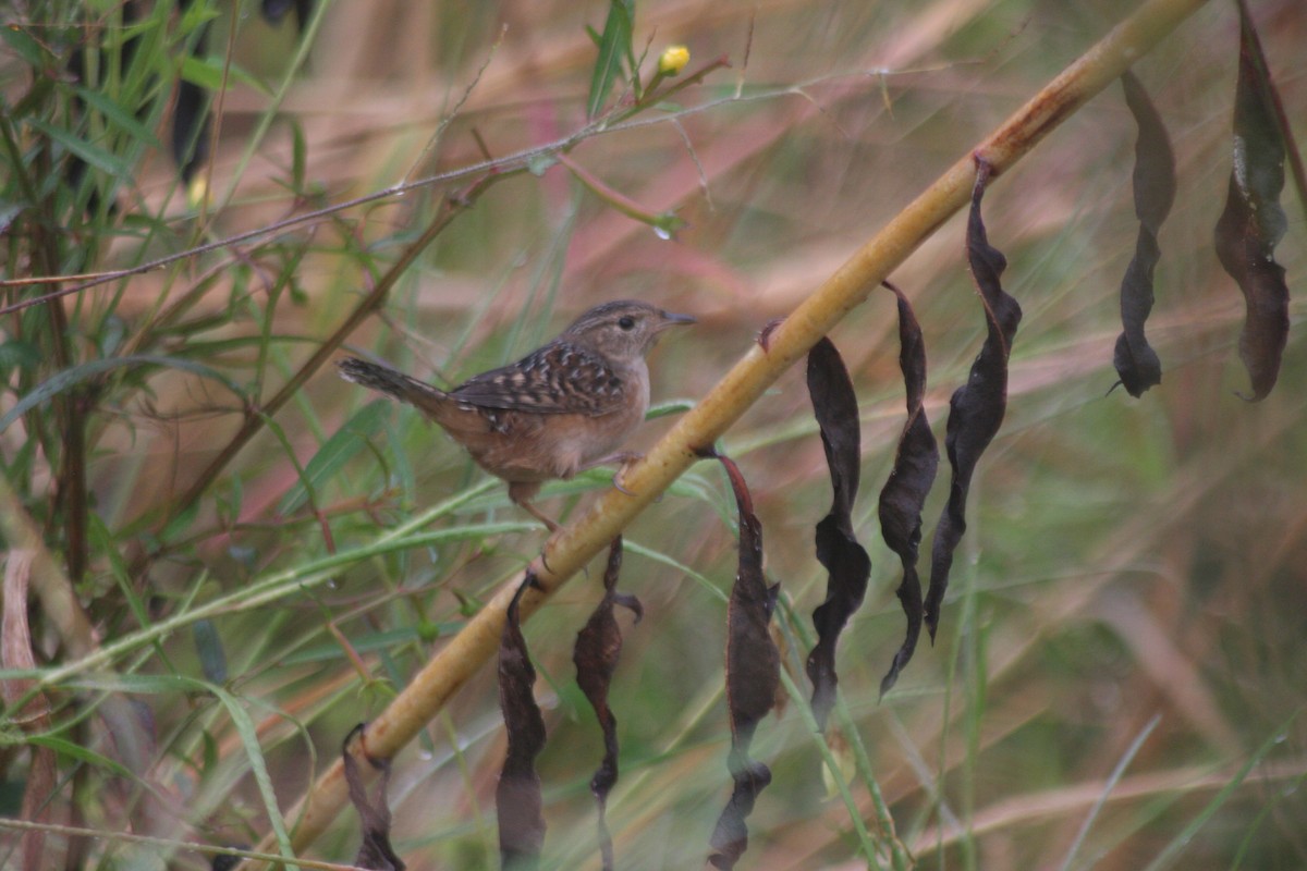 Sedge Wren - ML643933047