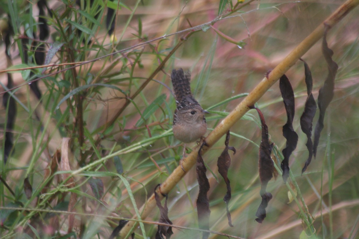 Sedge Wren - ML643933048