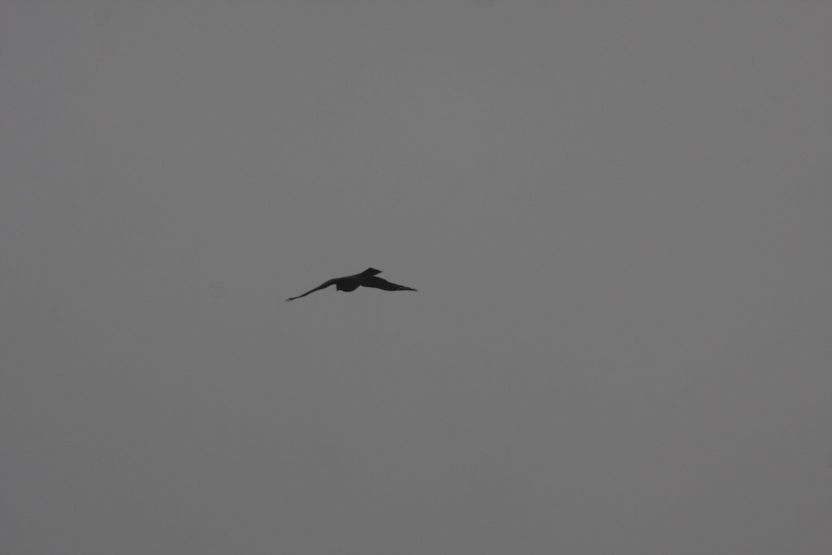 Sharp-shinned Hawk - ML643933052