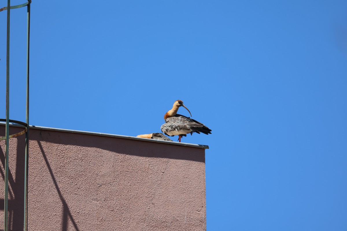 Buff-necked Ibis - ML643933058