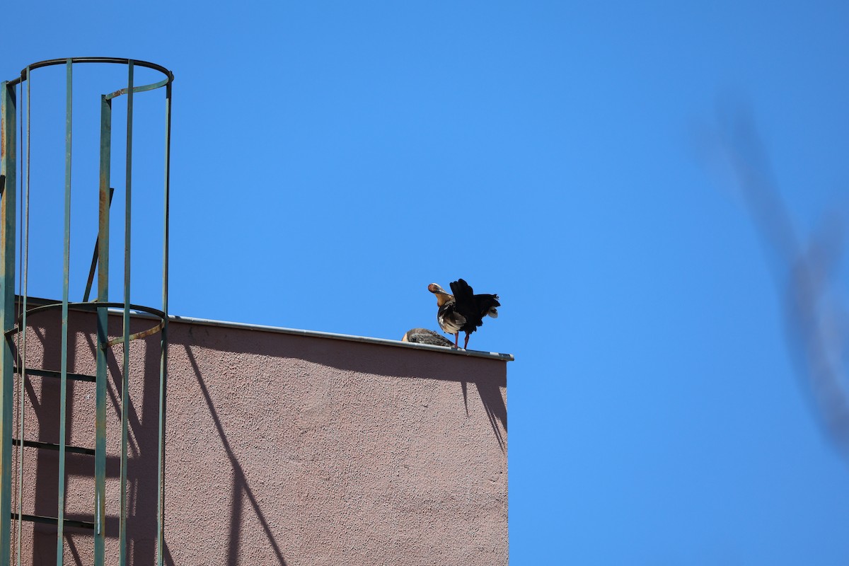 Buff-necked Ibis - ML643933059
