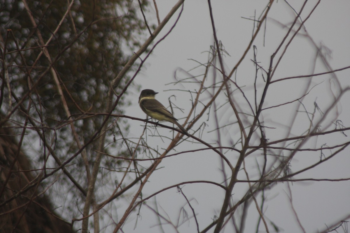 Eastern Phoebe - ML643933060