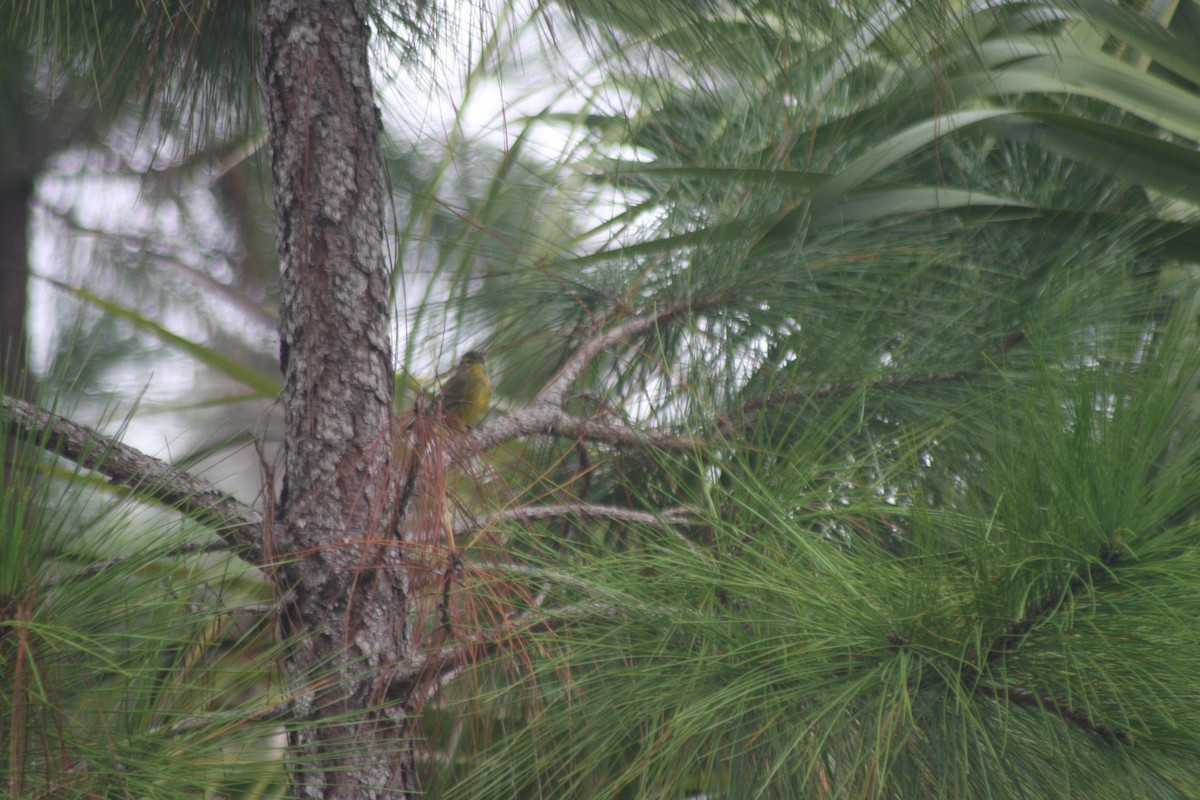 Palm Warbler (Yellow) - ML643933083