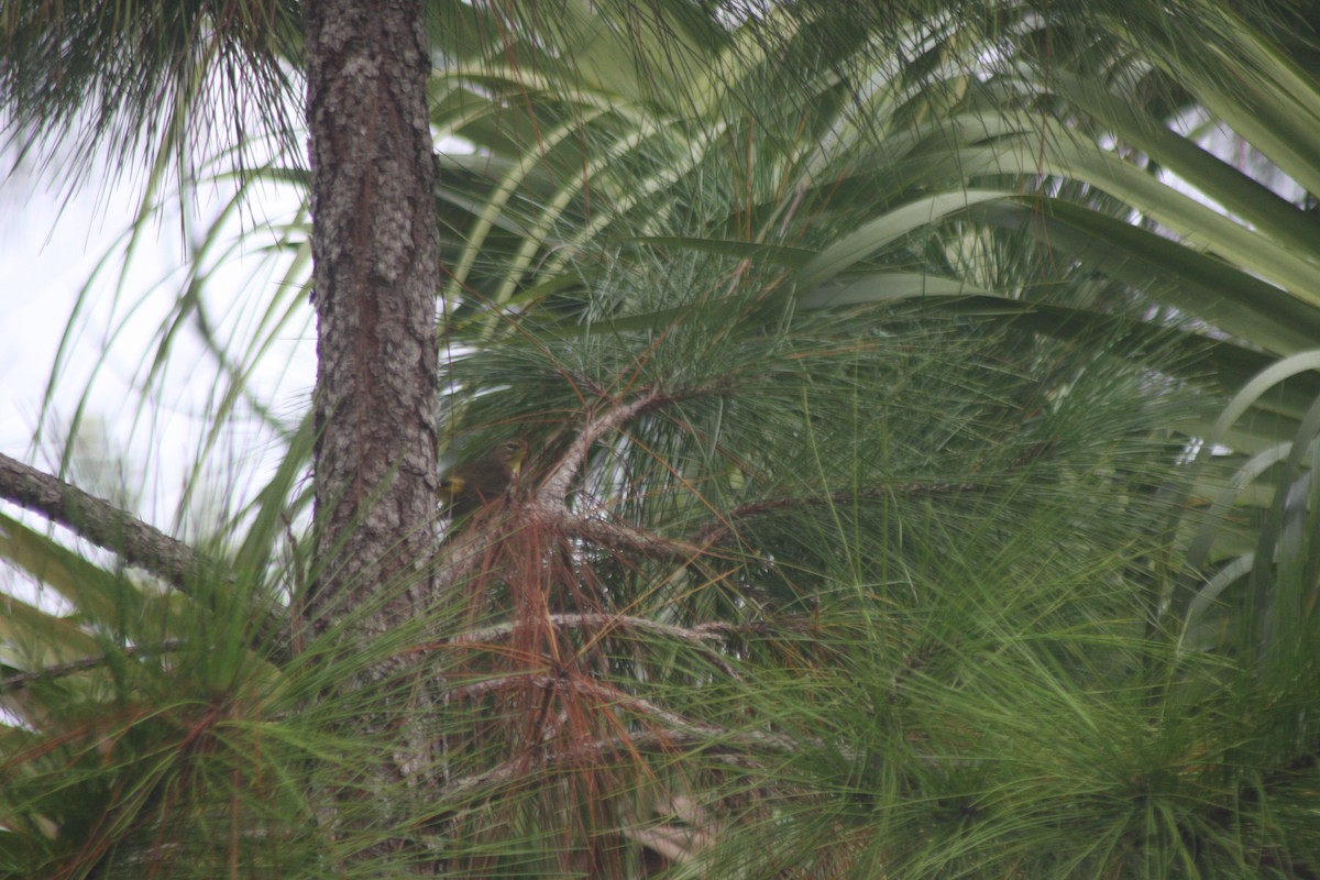 Palm Warbler (Yellow) - ML643933084