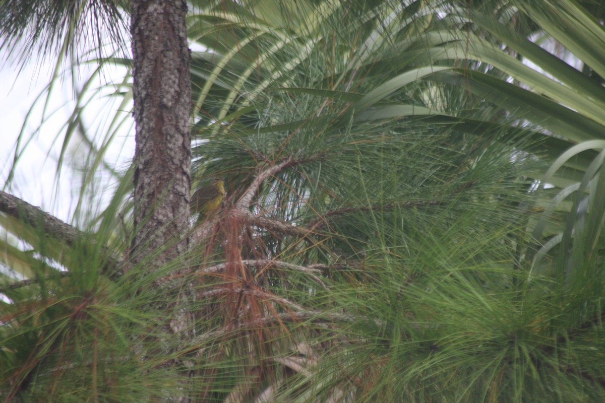 Palm Warbler (Yellow) - ML643933085