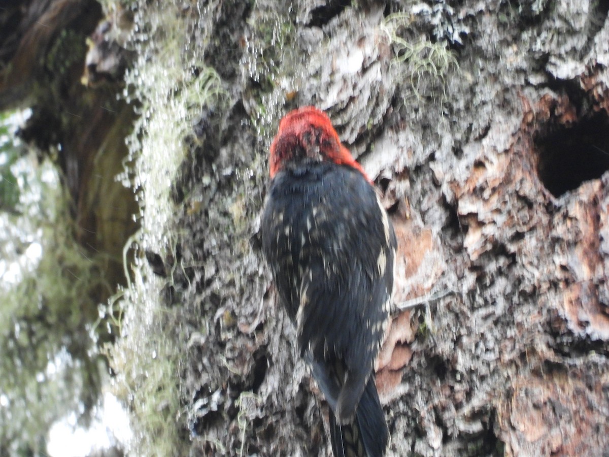 Red-breasted Sapsucker - ML643933103
