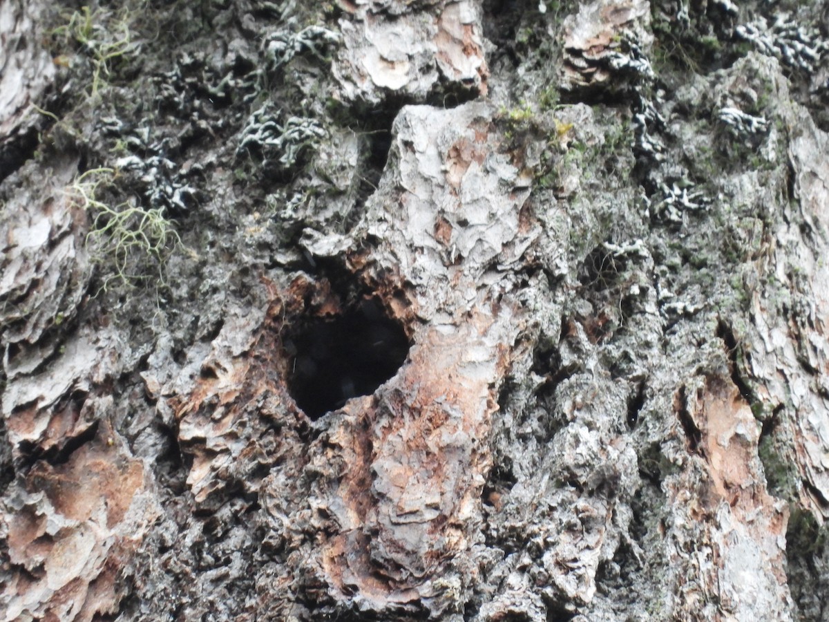 Red-breasted Sapsucker - ML643933104