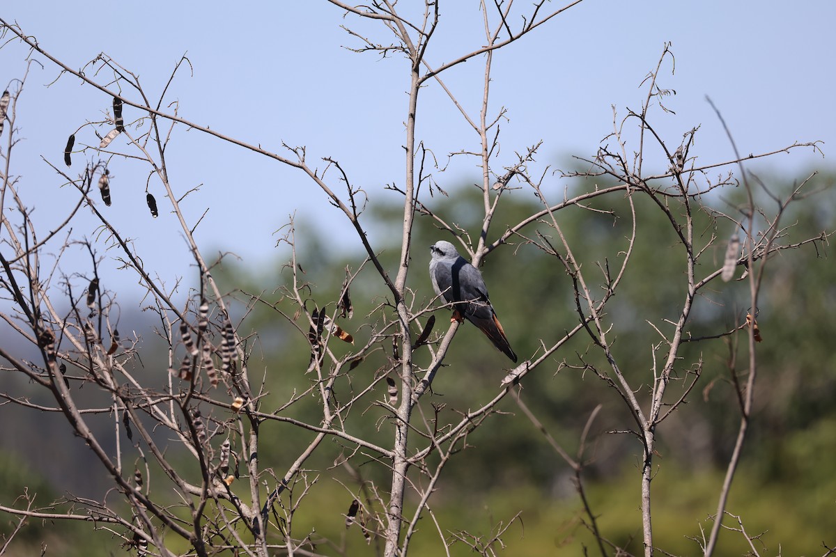 Plumbeous Kite - ML643933106