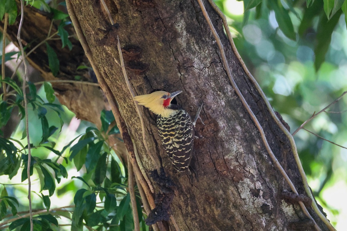 Blond-crested Woodpecker - ML643933122
