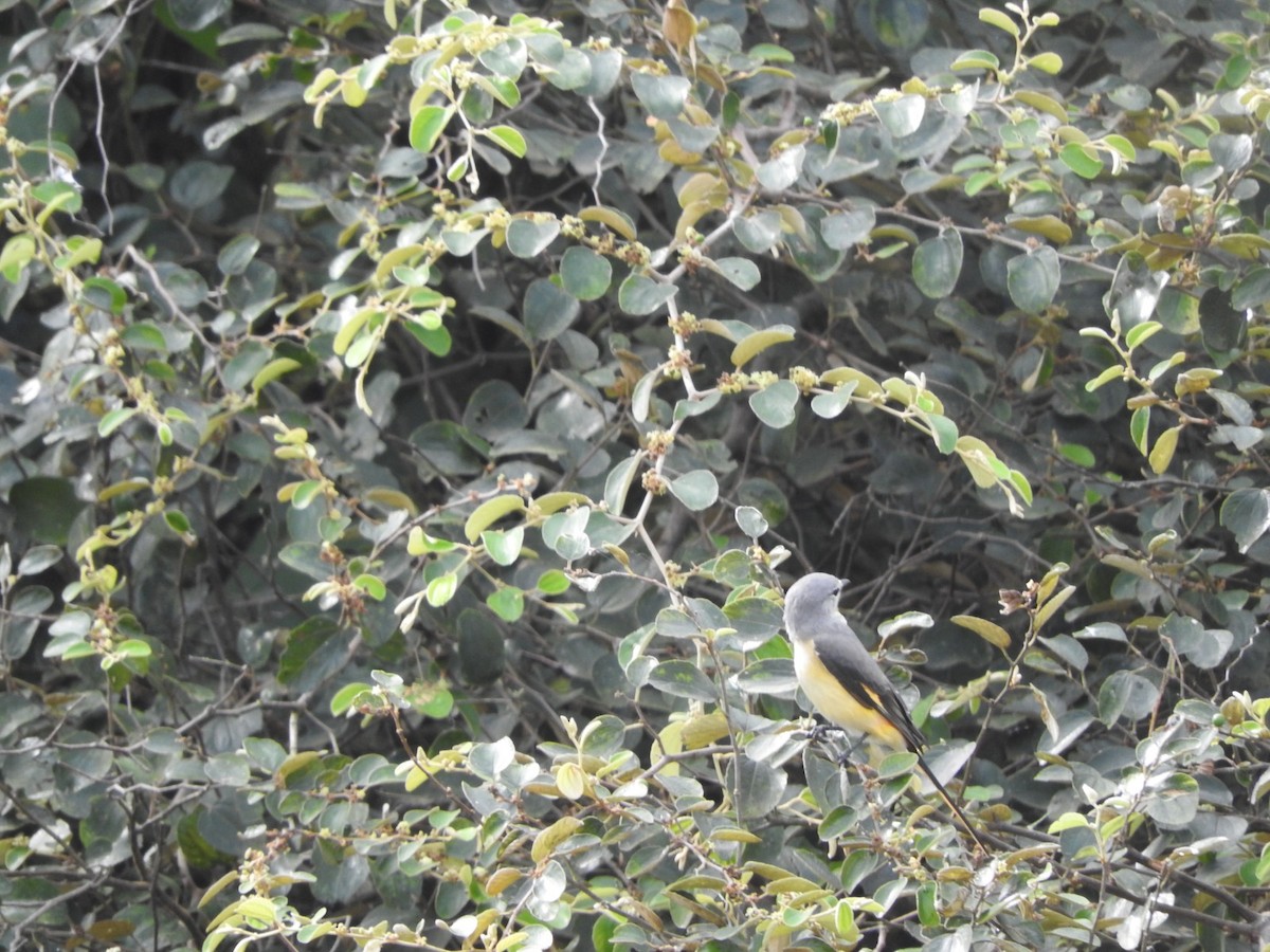 Small Minivet - ML643933126