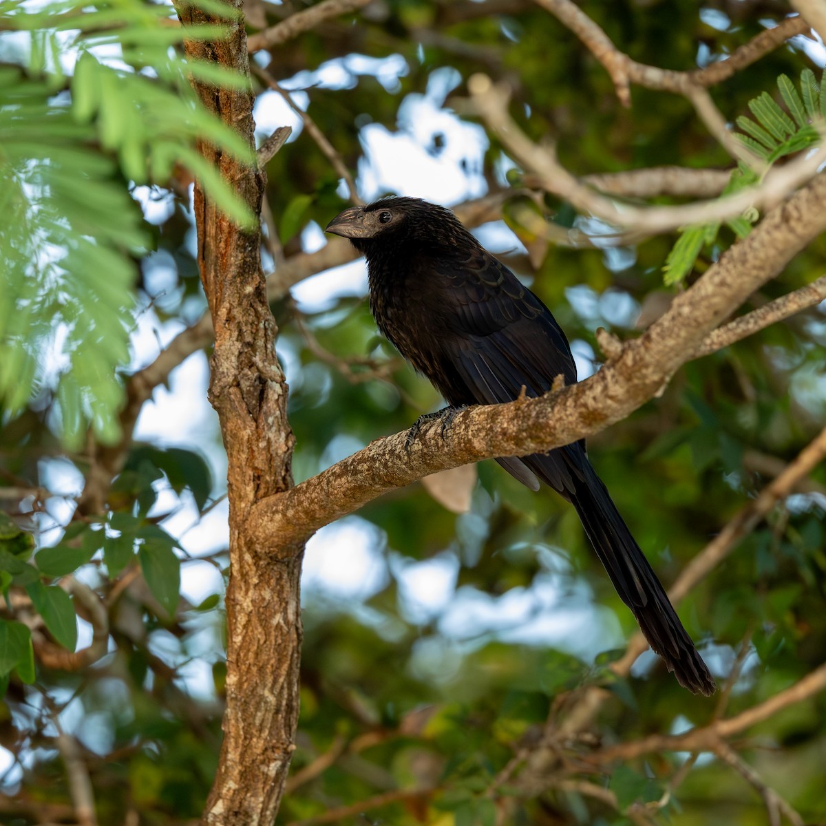 Groove-billed Ani - ML643933159