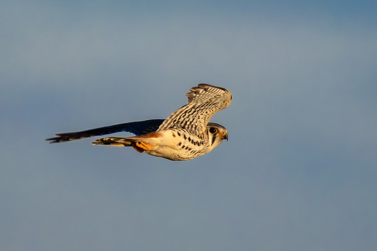 American Kestrel - ML643933163
