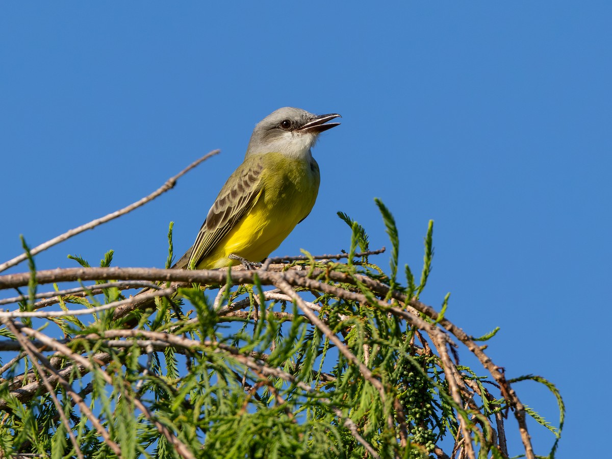 Tropical Kingbird - ML643933177