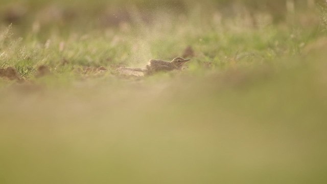 Paddyfield Pipit - ML643933186