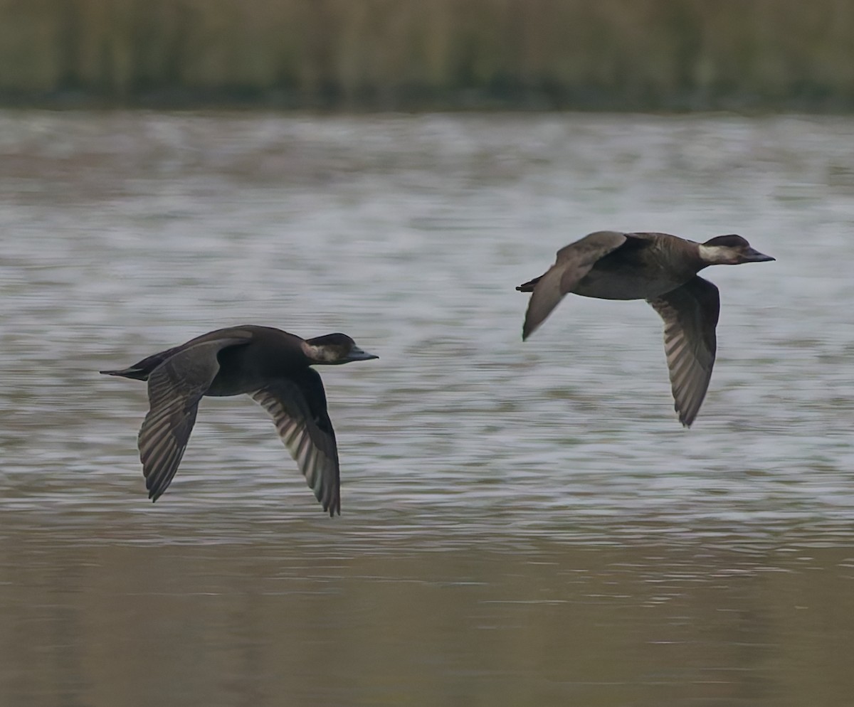 Common Scoter - ML643933195