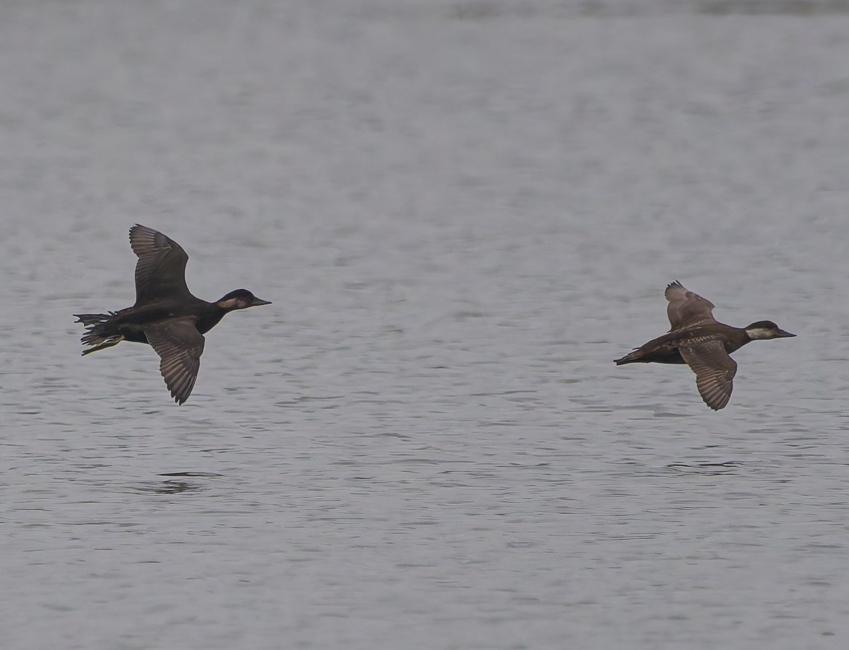 Common Scoter - ML643933197