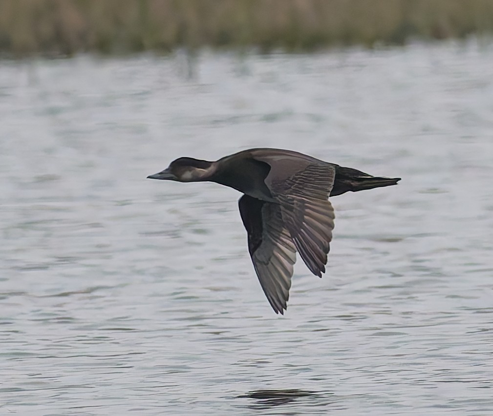 Common Scoter - ML643933198