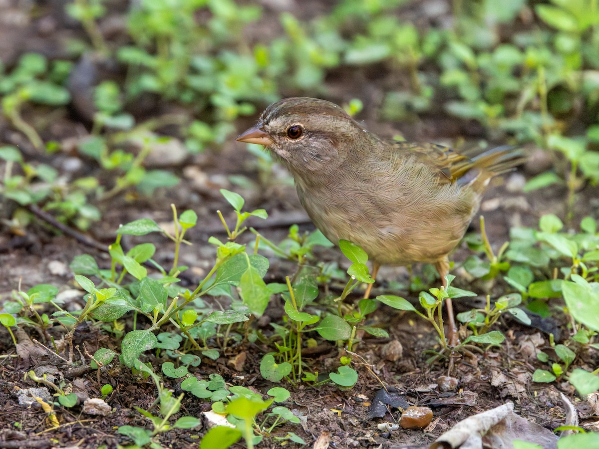 Olive Sparrow - ML643933200