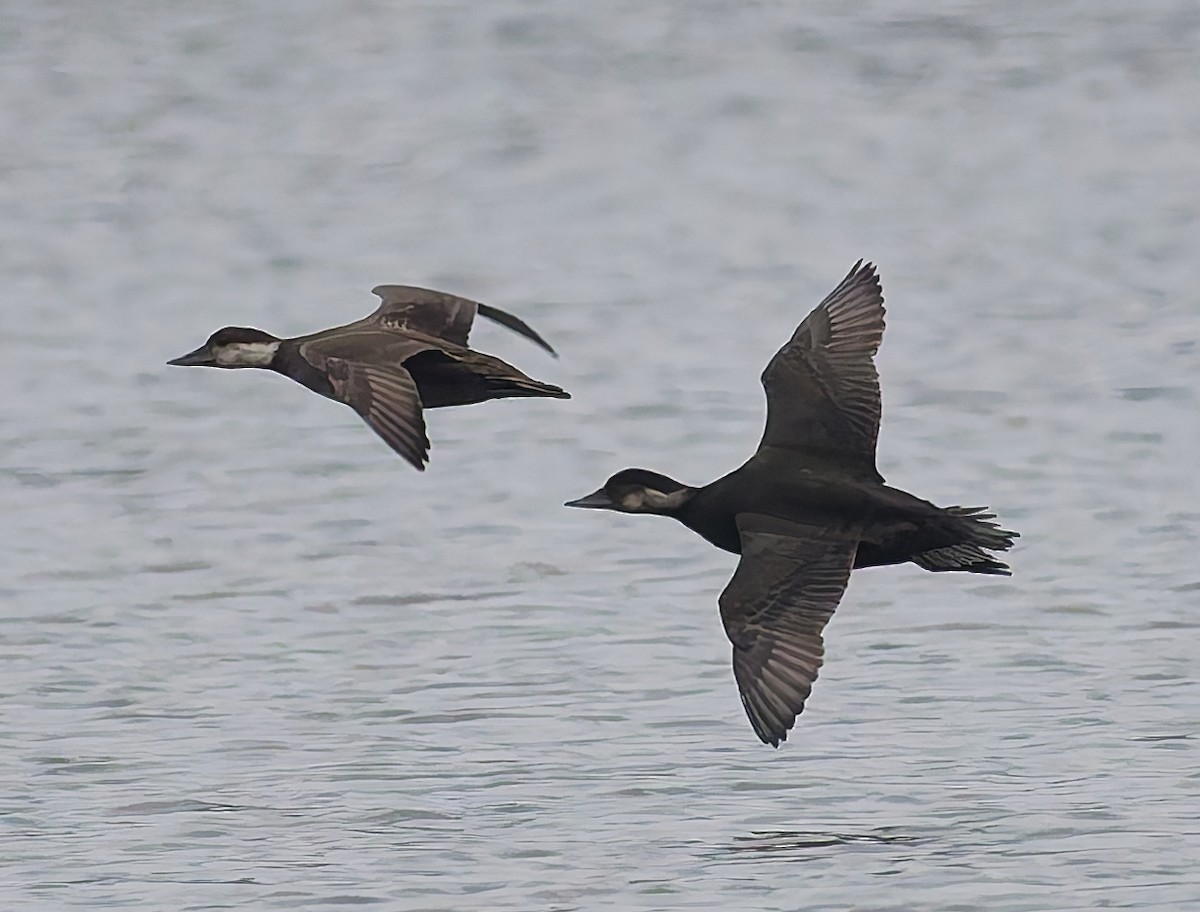 Common Scoter - ML643933202