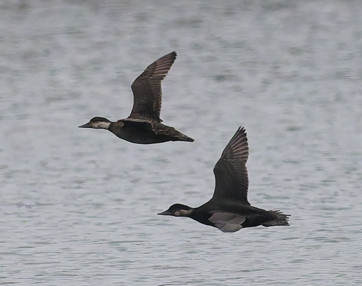 Common Scoter - ML643933203