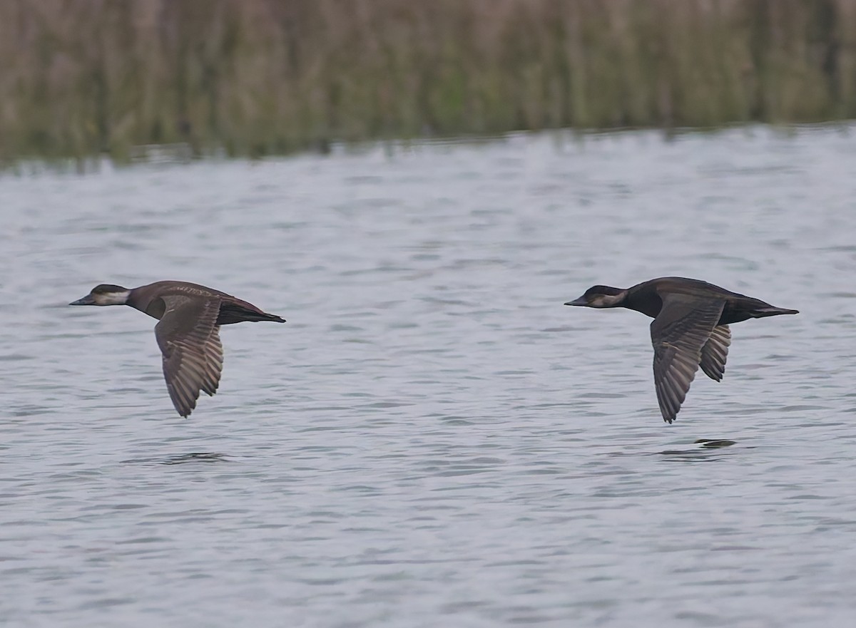 Common Scoter - ML643933204
