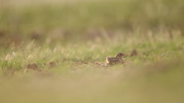 Paddyfield Pipit - ML643933205