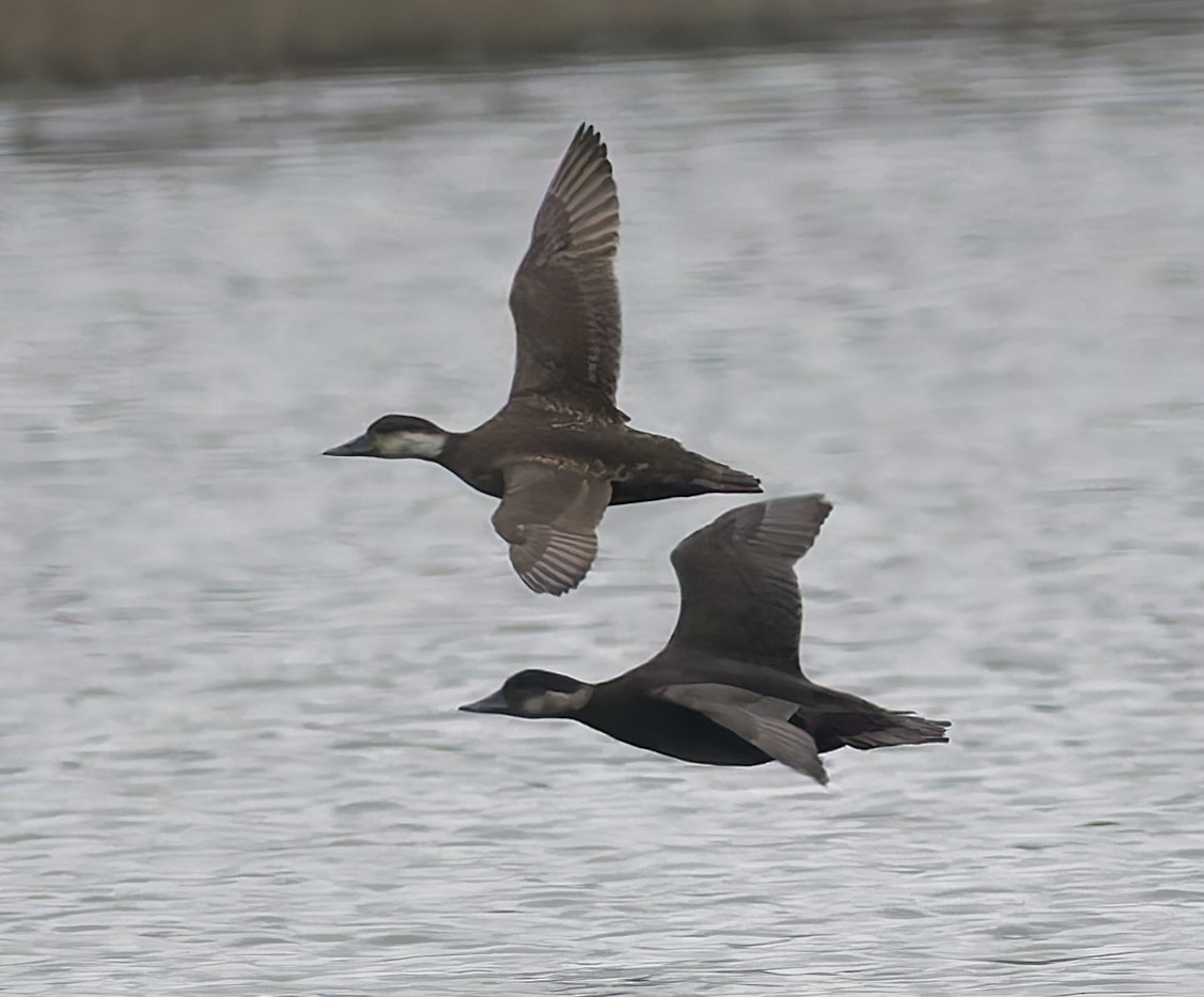 Common Scoter - ML643933206