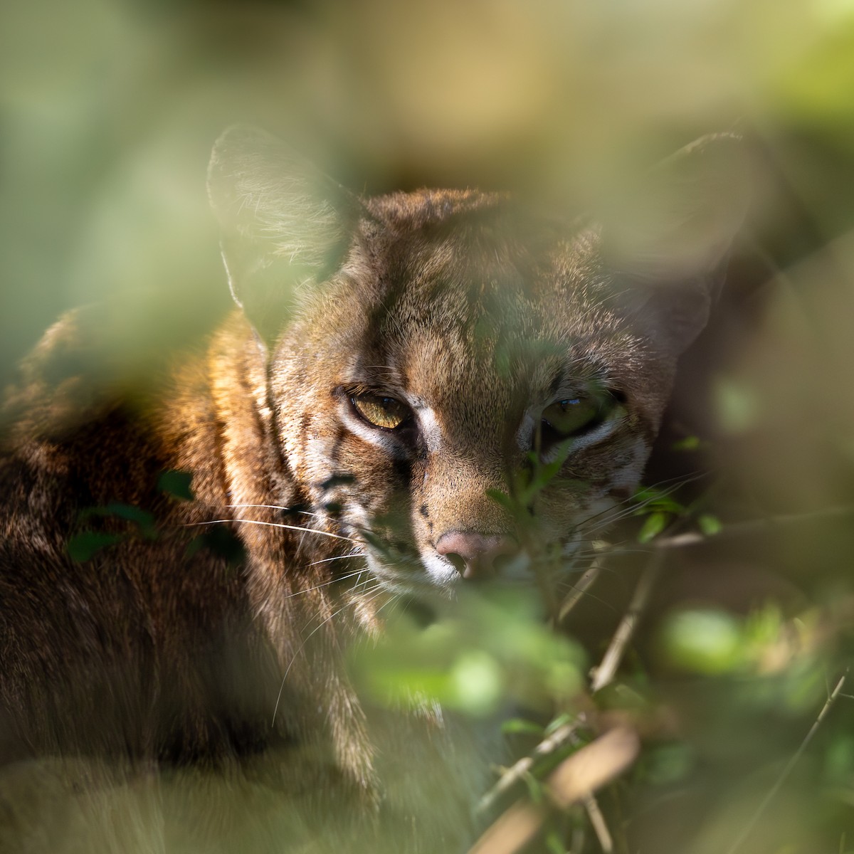 Bobcat - ML643933210