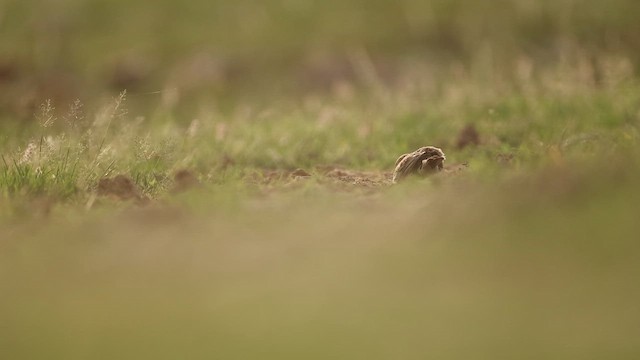 Paddyfield Pipit - ML643933227