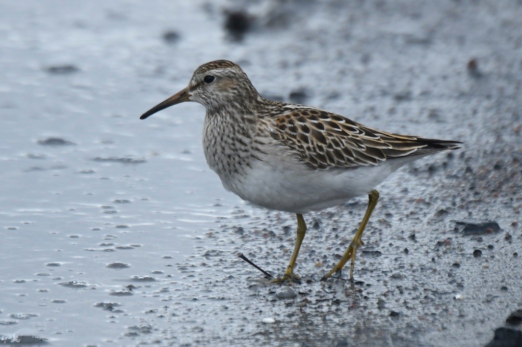 Piovanello pettorale - ML643933233