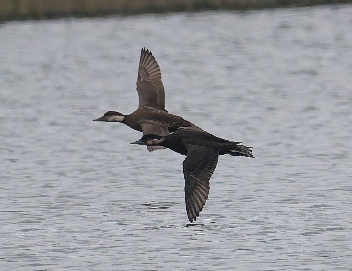 Common Scoter - ML643933240
