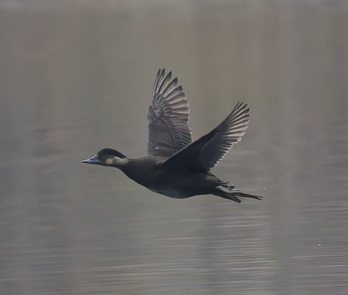 Common Scoter - ML643933242