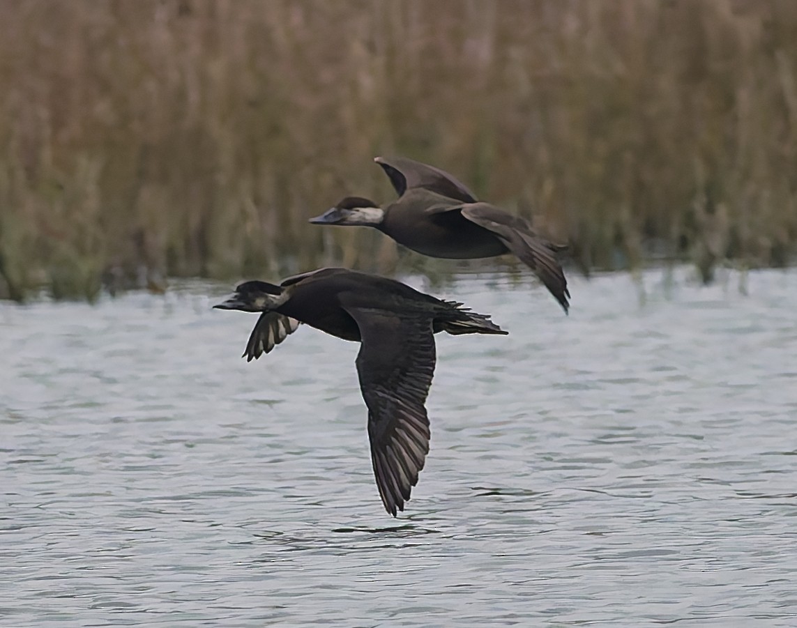 Common Scoter - ML643933243