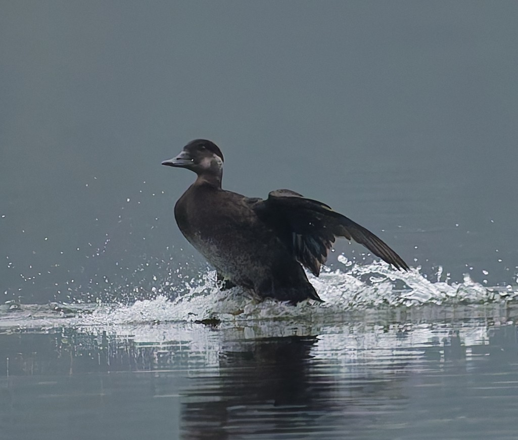 Common Scoter - ML643933244