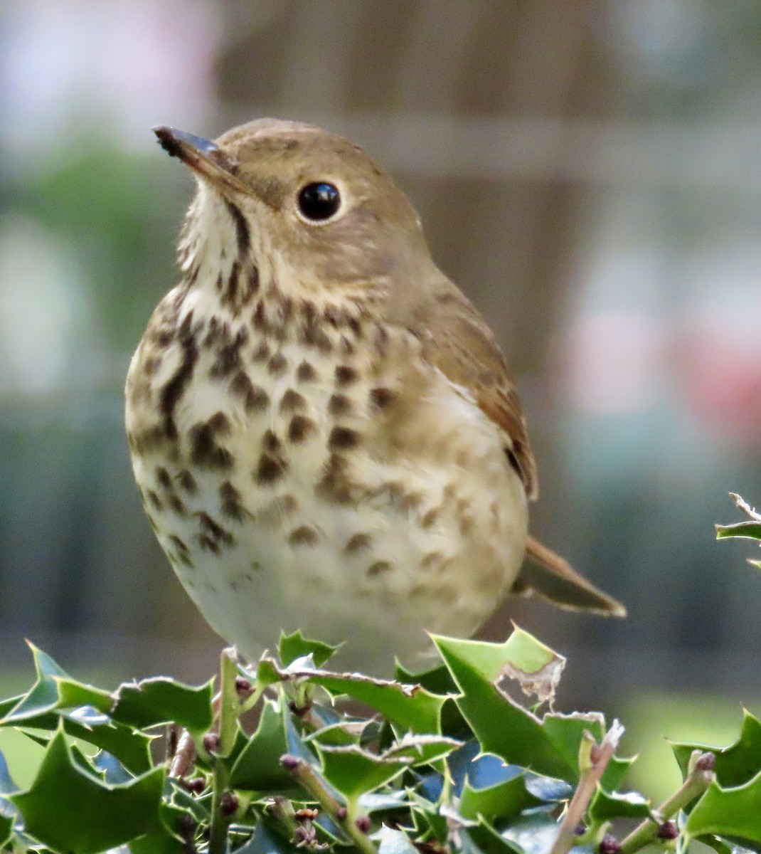 Zorzalito Colirrufo - ML643933245