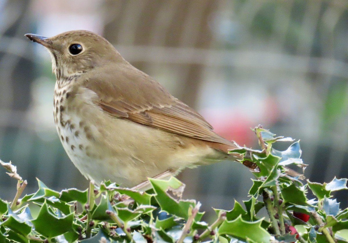 Zorzalito Colirrufo - ML643933246