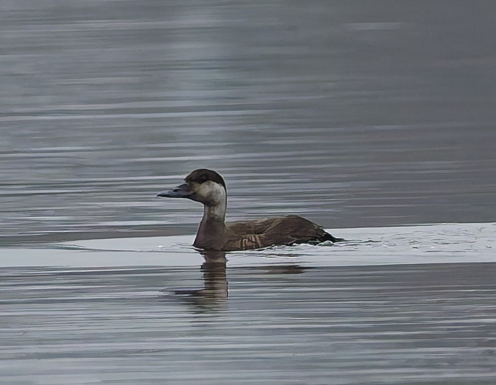 Common Scoter - ML643933248