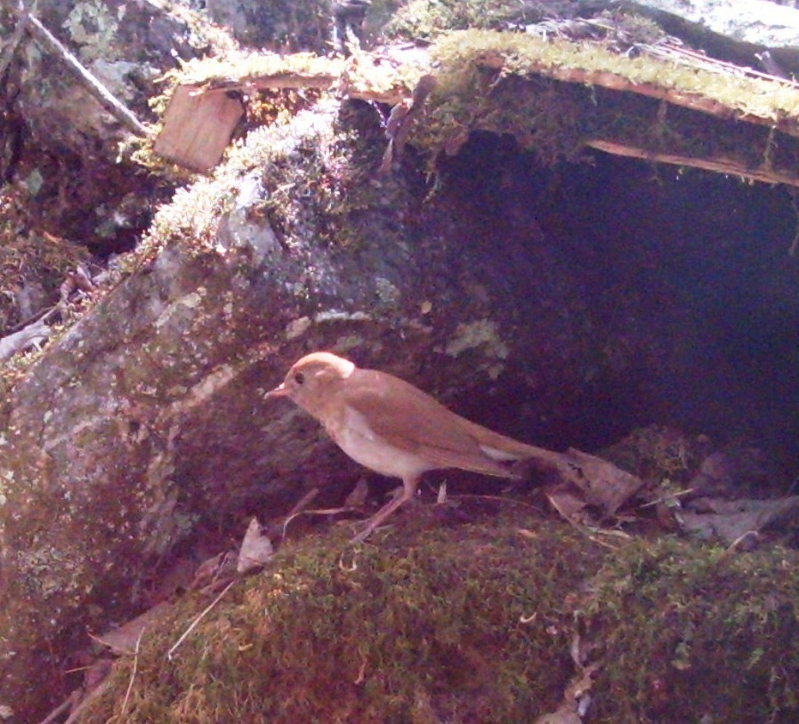 Veery - ML643933251