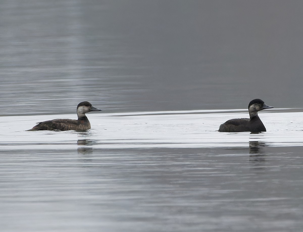 Common Scoter - ML643933252