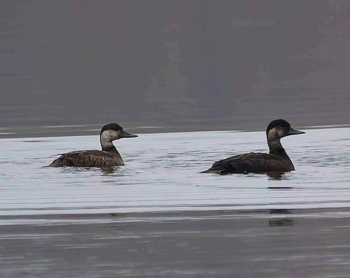 Common Scoter - ML643933263