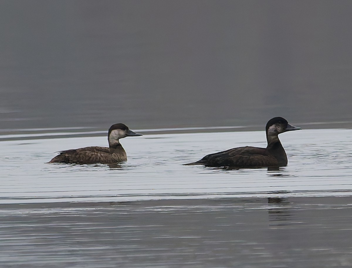 Common Scoter - ML643933264