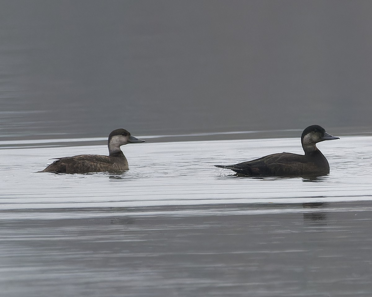 Common Scoter - ML643933266