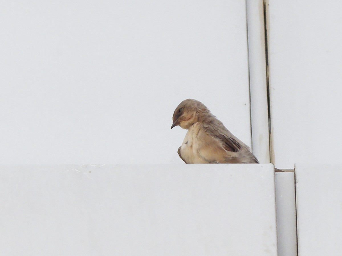 Hirondelle du désert - ML643933267