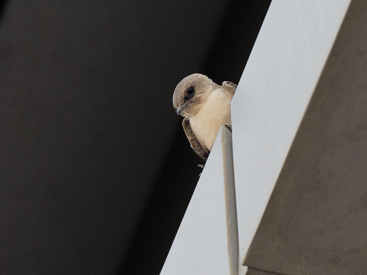 Hirondelle du désert - ML643933268