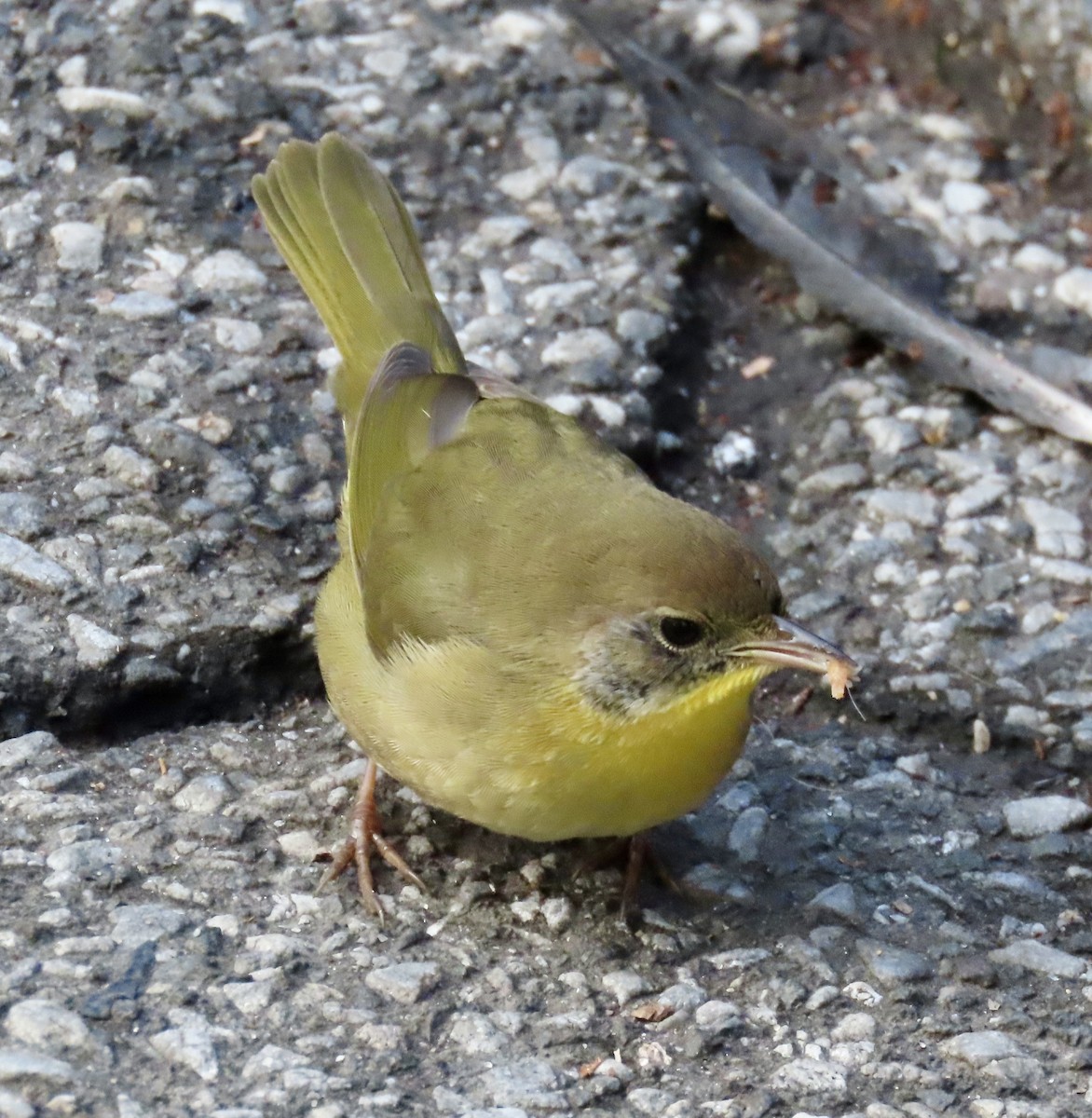 Mascarita Común - ML643933271