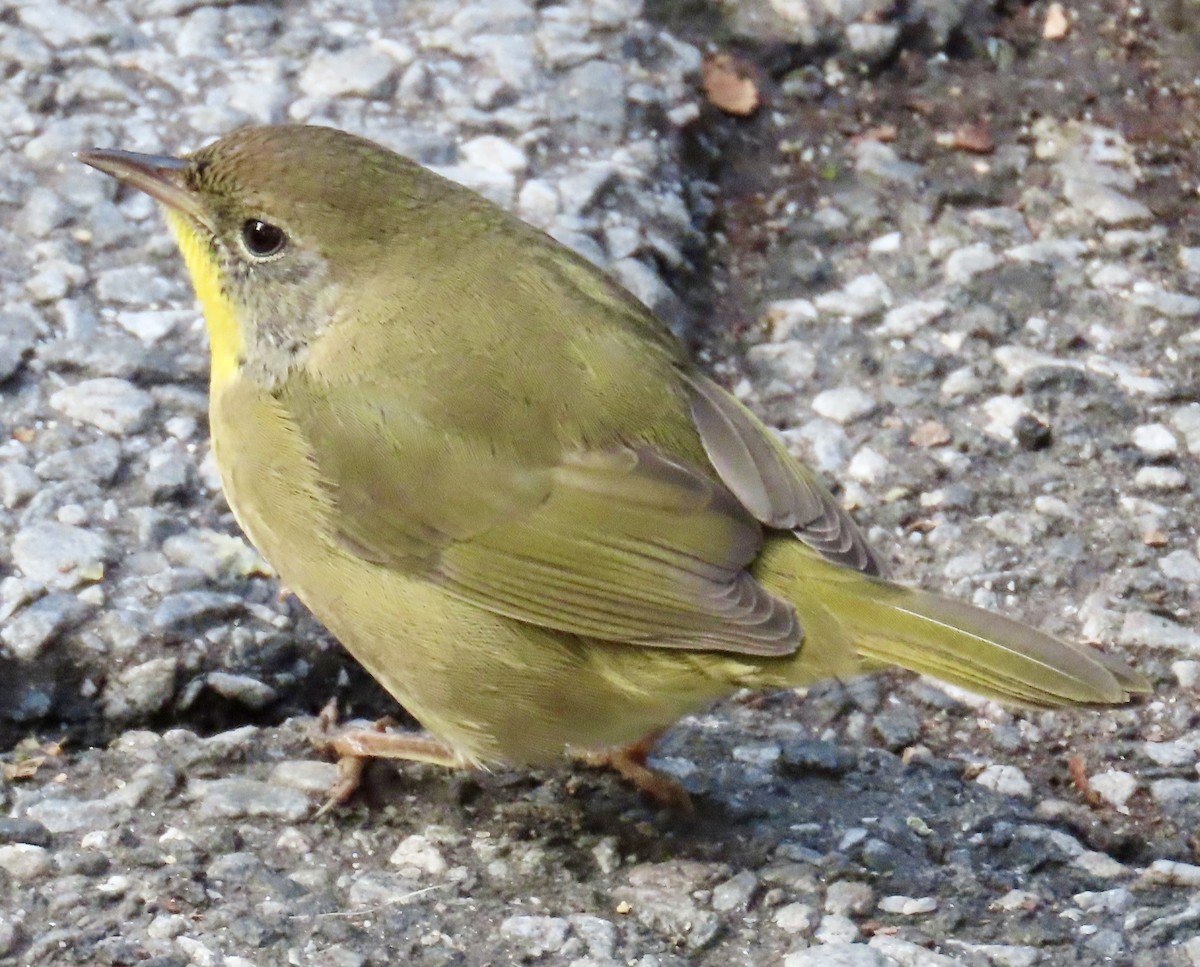 Mascarita Común - ML643933272