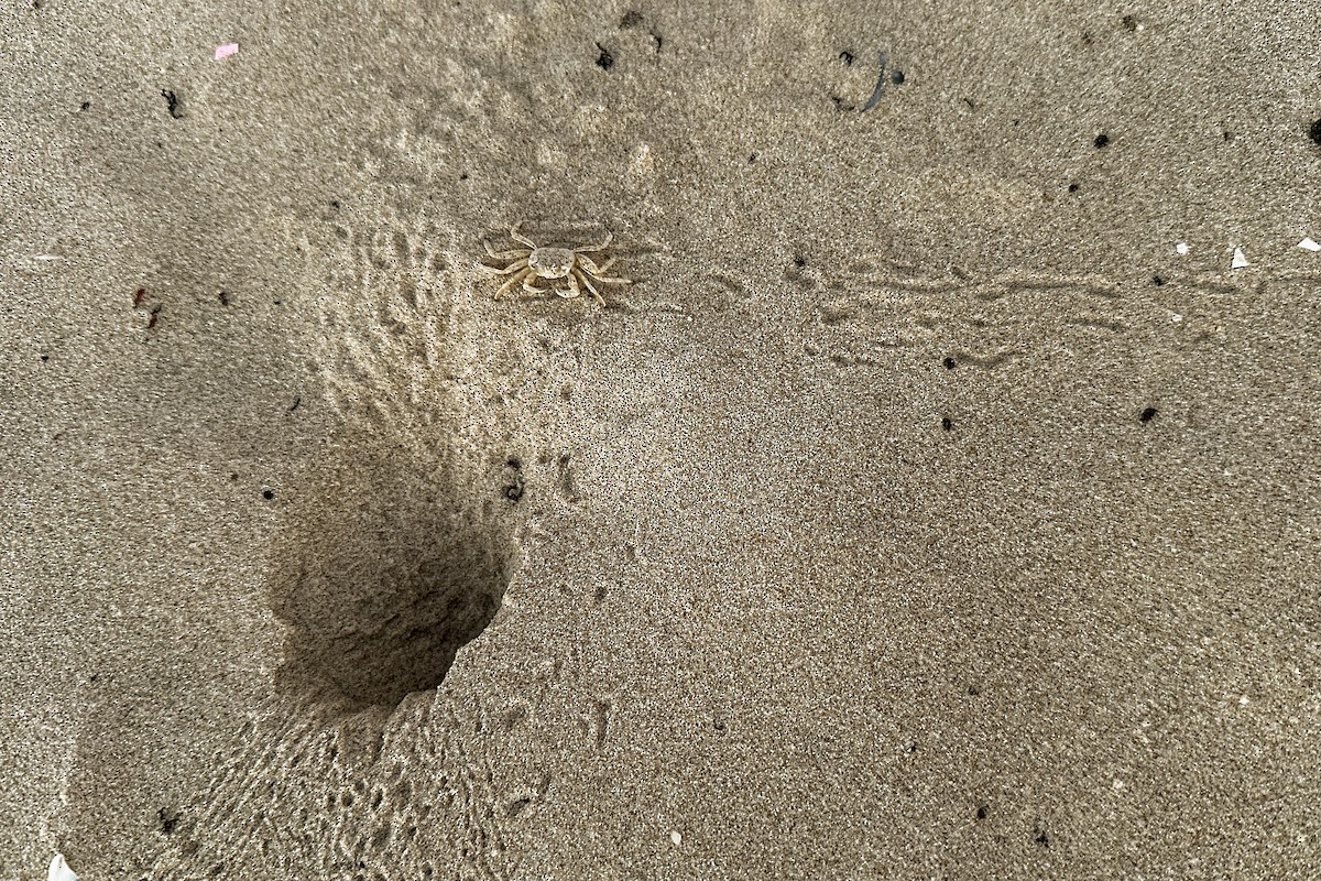 Ghost Crabs - ML643933276