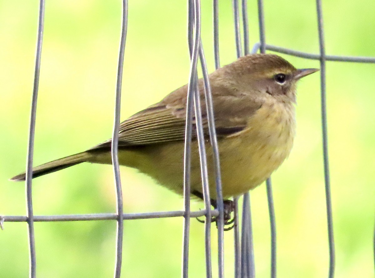 Reinita Palmera - ML643933279