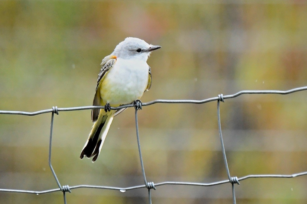 Scissor-tailed Flycatcher - ML643933293